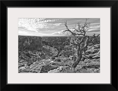 Black And White Image Of Tree On Canyon De Chelley, Arizona, USA