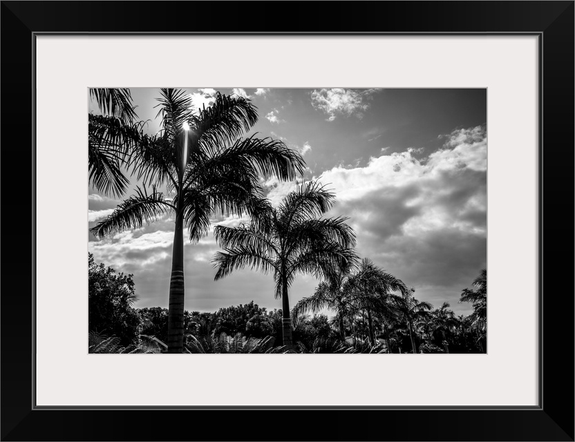 Black and white of palm trees and glowing clouds, Placencia Peninsula; Belize.