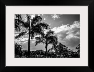 Black And White Of Palm Trees And Glowing Clouds, Placencia Peninsula, Belize