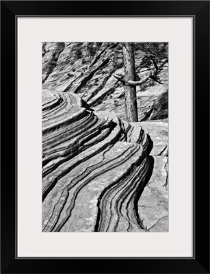 Black And White Of Rocks And Trees, Zion National Park, Utah