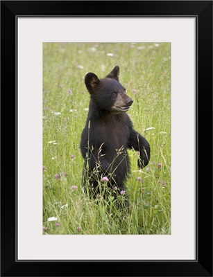 Black Bear Cub, Minnesota Spring Captive