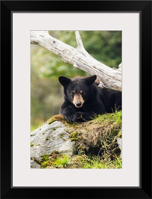 Black bear cub, South-central Alaska, Portage