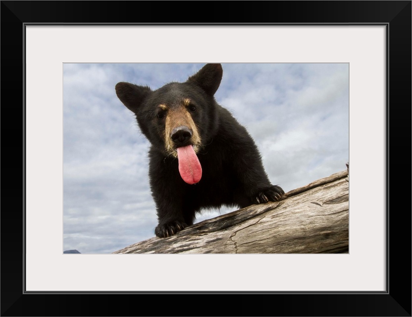Black bear cub (ursus americanus) with its tongue out, captive in Alaska Wildlife Conservation Center, South-central Alask...