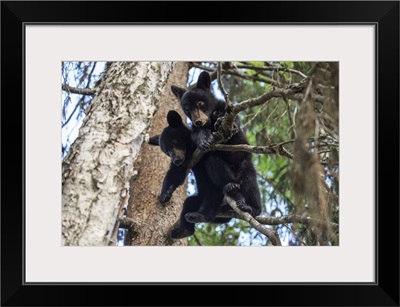 Black Bear Cubs Playing On The Tree Branches, South-Central Alaska, Alaska