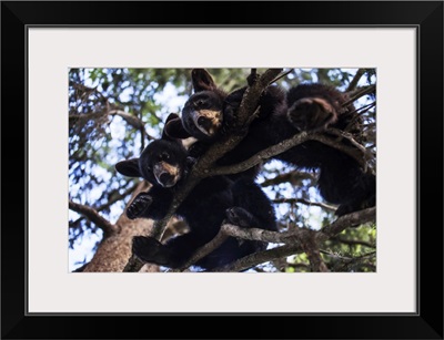 Black Bear Cubs Resting On The Tree Branches, South-Central Alaska, Alaska