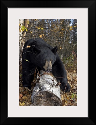 Black Bear Stepping Over Log In Forest, Alaska