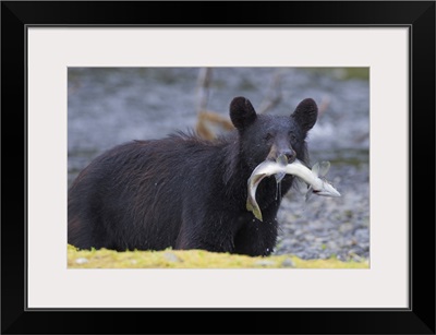 Black Bear With Pink Salmon In Its Mouth, Prince William Sound, Southcentral Alaska