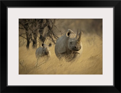 Black Rhinoceros And Calf, Etosh National Park, Otavi, Oshikoto, Namibia