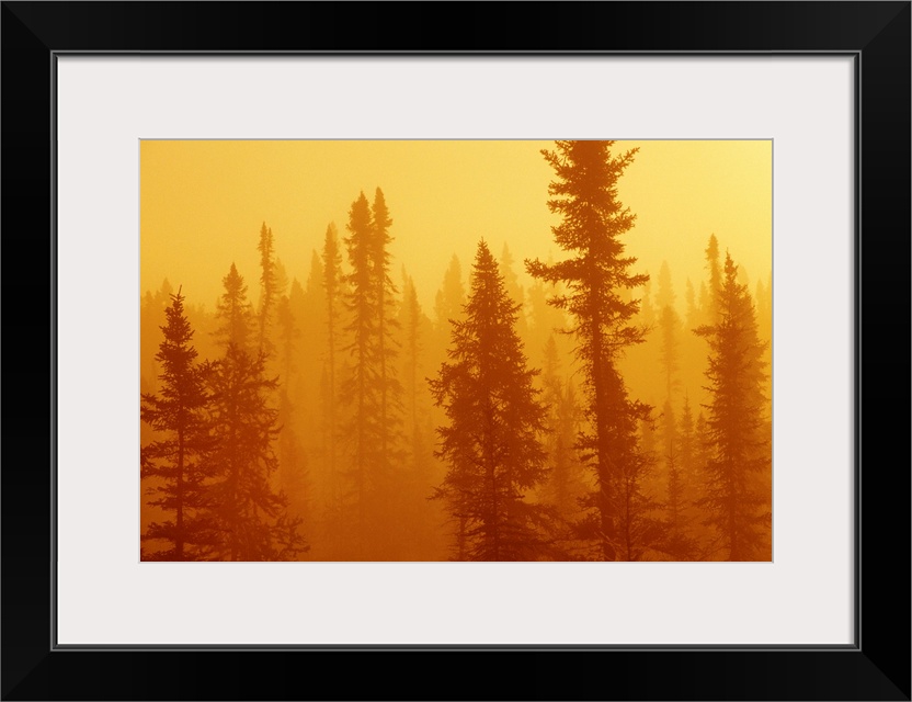 Black Spruce Bog In Fog At Sunrise, Boreal Forest In Upsala, Ontario, Canada