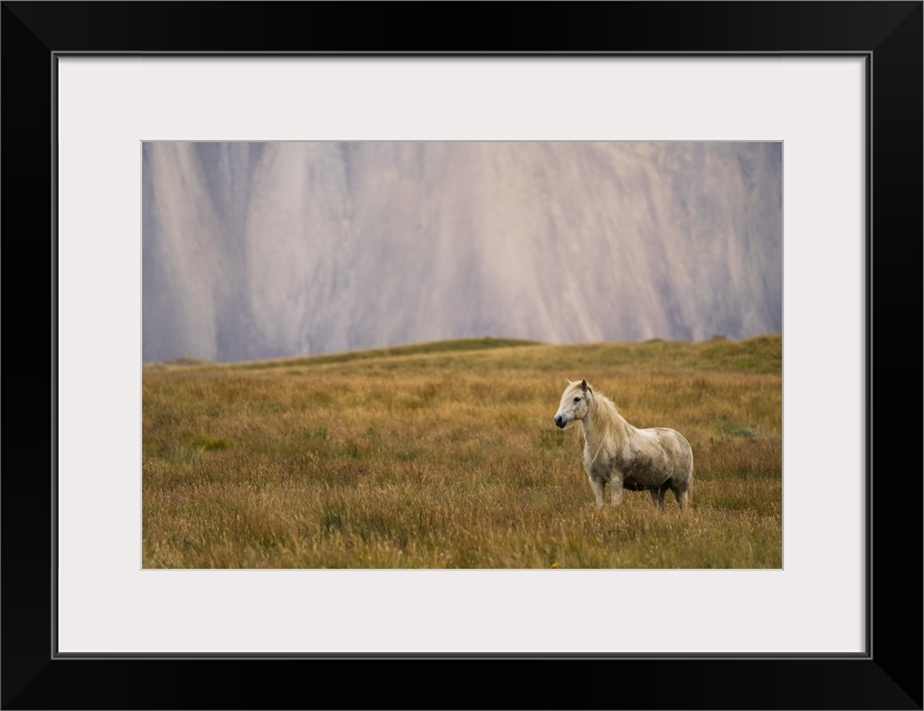 Blond Icelandic horse standing in a grass field with a mountain cliff in the background, Iceland