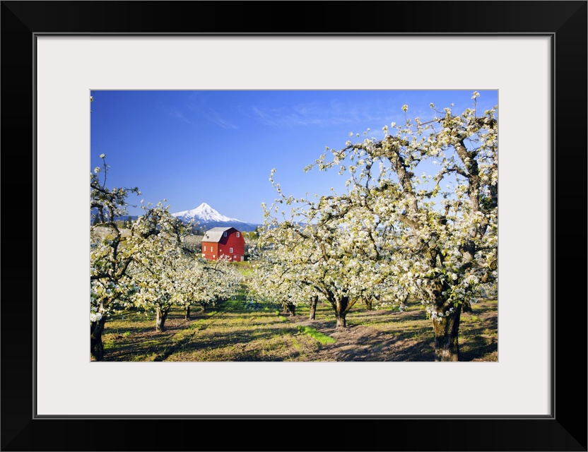 04 May 2011 --- sunrise Mt.Hood and old red barn, Hood River Valley and apple blossoms, Hood River Oregon, Columbia River ...