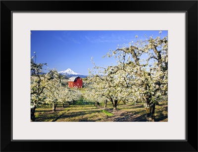 Blossoming Apple Trees In An Orchard And Mount Hood In The Distance, Hood River, Oregon