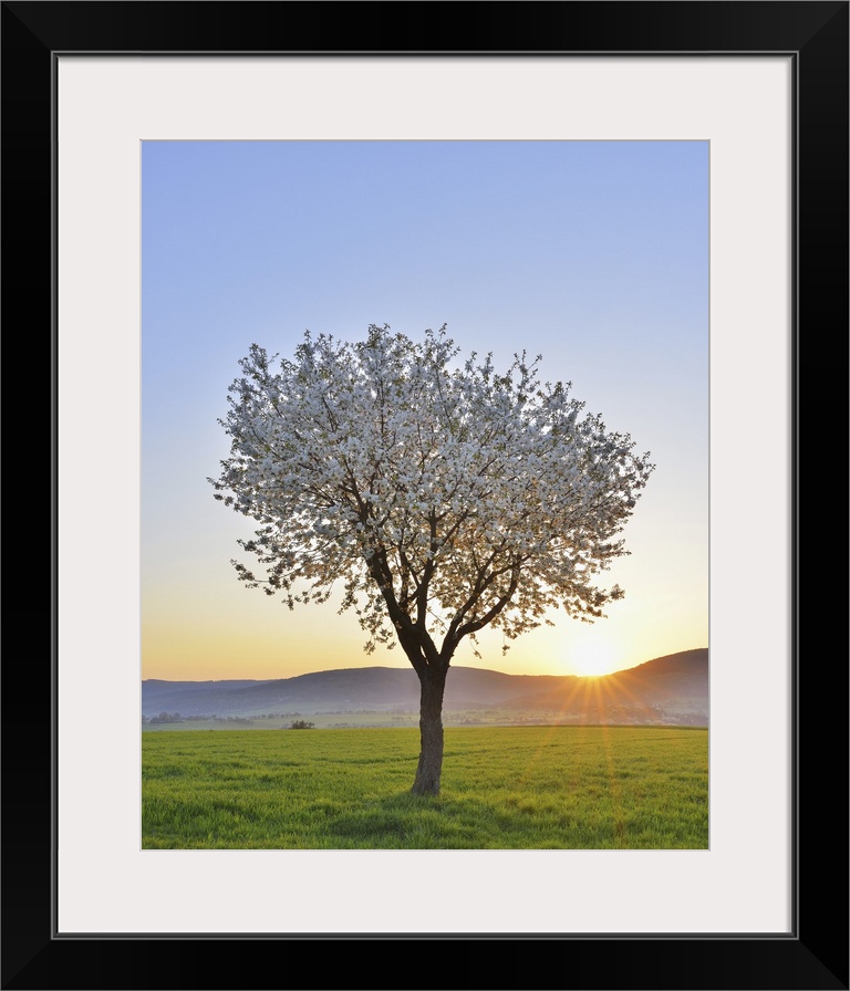 Blossoming Cherry Tree in Spring at Sunrise, Miltenberg, Spessart, Franconia, Bavaria, Germany