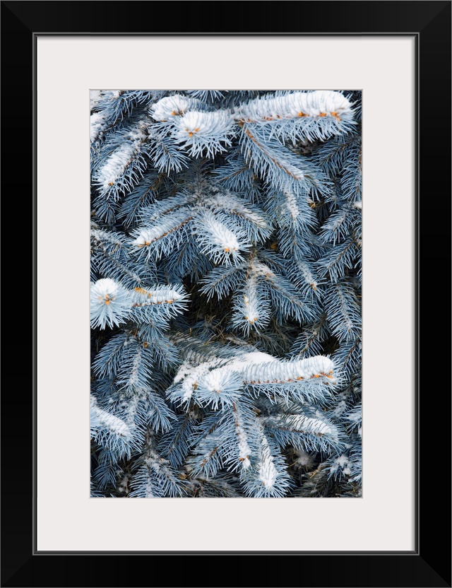 Blue Spruce Branches Covered In Snow