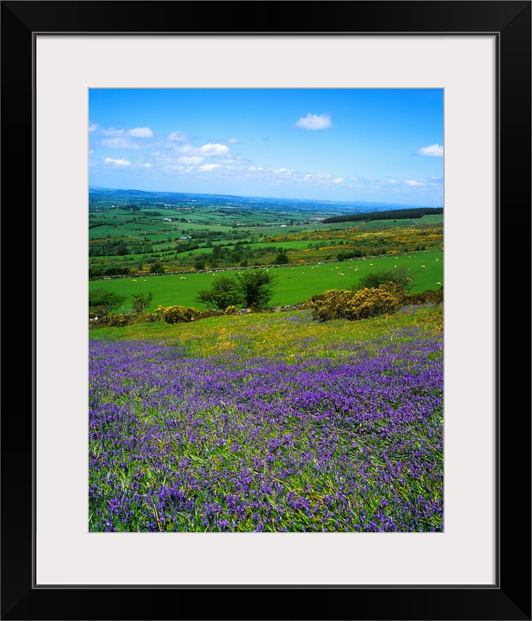 Bluebell Flowers On A Landscape, County Carlow, Republic Of Ireland