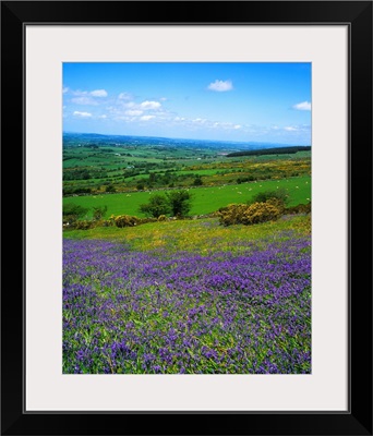 Bluebell Flowers On A Landscape, County Carlow, Republic Of Ireland