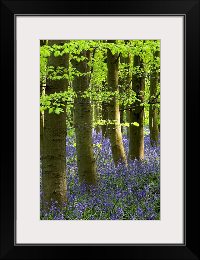 Bluebells In The Woods, Nottinghamshire, England