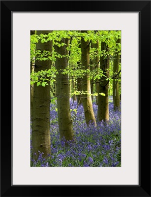 Bluebells In The Woods, Nottinghamshire, England