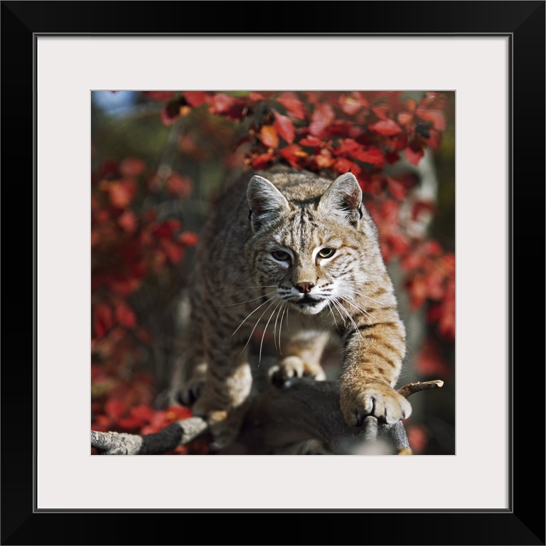 Bobcat (Felis Rufus) Walks Along Branch Through Red Leaves Of A Hawthorn In Autumn