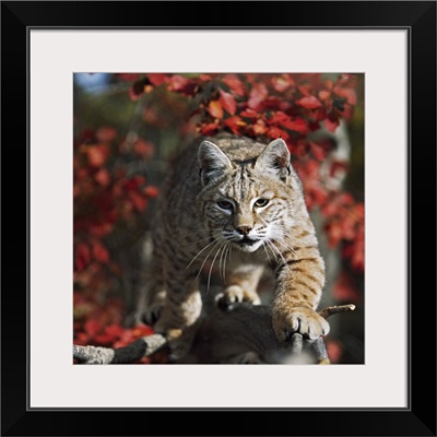 Bobcat (Felis Rufus) Walks Along Branch Through Red Leaves Of A Hawthorn In Autumn