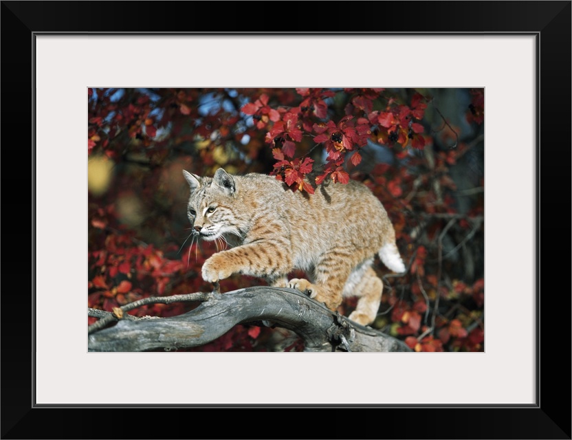 Bobcat Walks On Branch Through Hawthorn In Autumn; Idaho