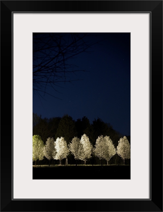 Bradford Pear Trees, Tennessee