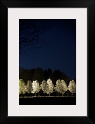 Bradford Pear Trees, Tennessee