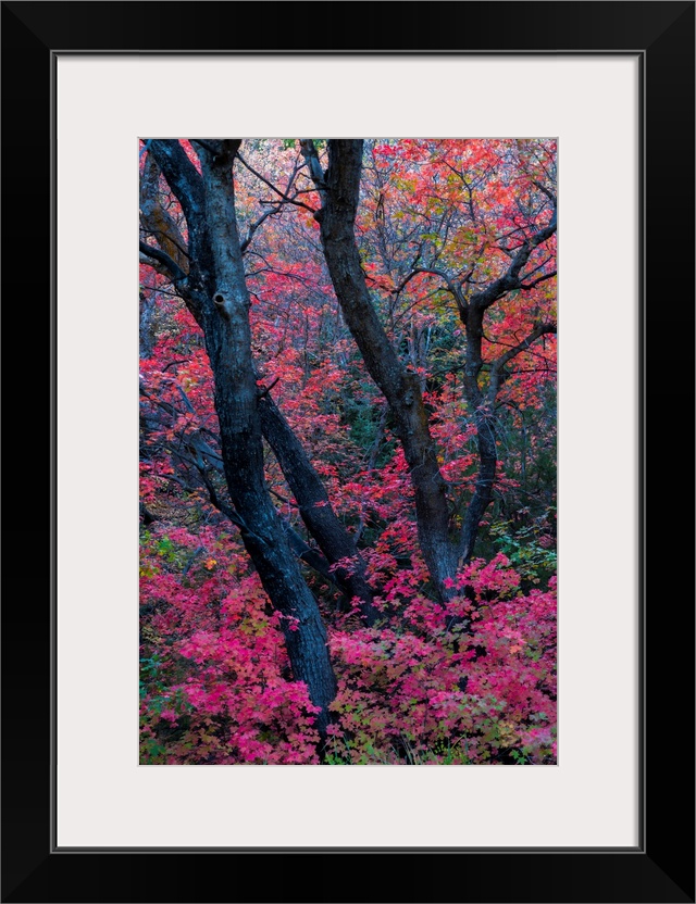 Brilliant autumn colours on trees in a woodland Richland, Utah, United States of America