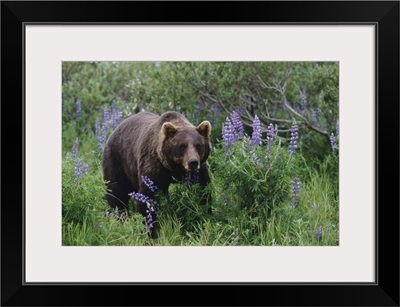 Brown Bear, Alaska Wildlife Conservation Center