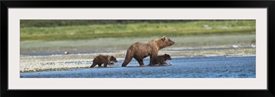 Brown Bear And Cubs On The Shore Of Mikfik Creek, Mcneil River State Game Sanctuary