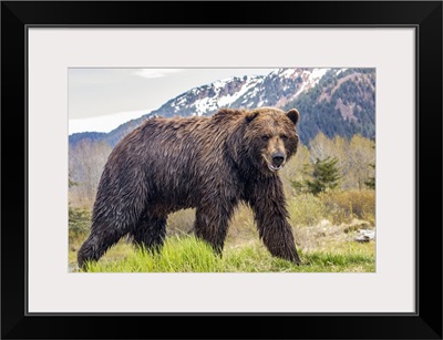 Brown Bear Boar,  Alaska Wildlife Conservation Center, Alaska