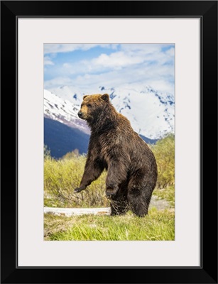 Brown Bear Boar, Alaska Wildlife Conservation Center, Portage, Alaska