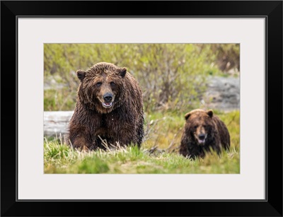 Brown Bear Boar And Sow Together, Alaska Wildlife Conservation Center, Alaska
