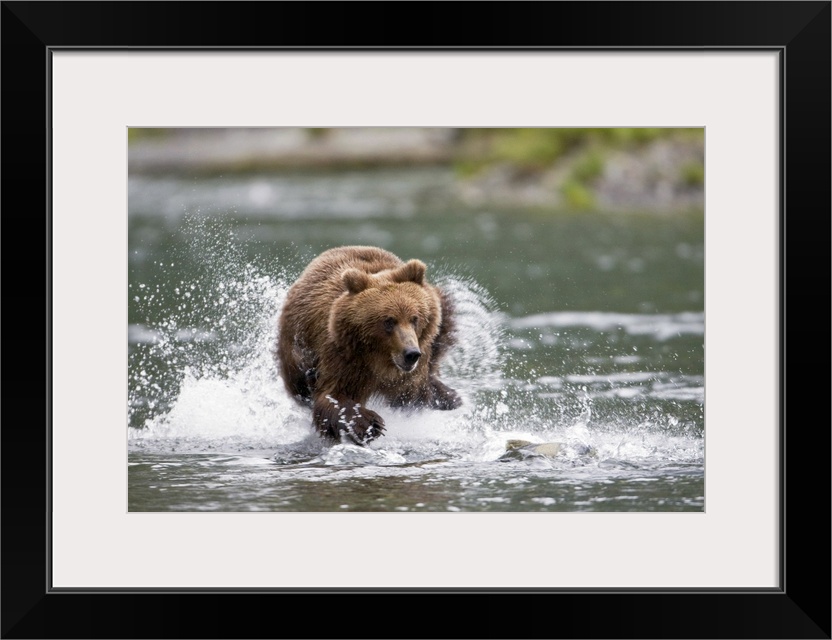 Big horizontal photograph of a large brown bear splashing while chasing a fish through a shallow stream, in Prince William...