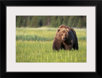 Brown bear in Lake Clark National Park, Alaska, United States of America