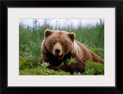 Brown Bear Laying In Grass Near Mcneil River, Southwest Alaska