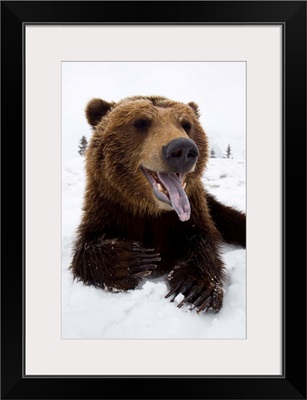 Brown Bear Resting In Snow At The  Wildlife Conservation Center, Alaska