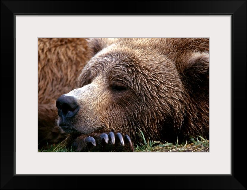 Photograph of bear sleeping with its head resting on its huge clawed paw.