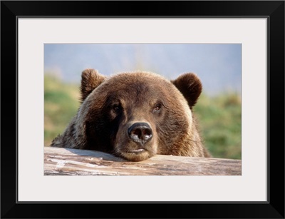 Brown Bear Resting On Log, Alaska Wildlife Conservation Center