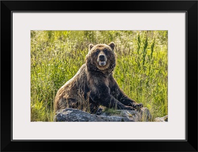 Brown Bear Sow, Alaska Wildlife Conservation Center, Alaska