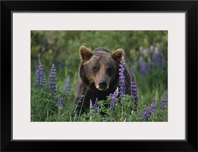 Brown Bear, The Alaska Wildlife Conservation Center