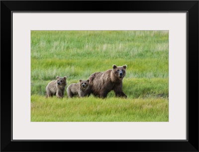 Brown Bear Walks With Her Cubs In A Meadow, Lake Clark National Park, Alaska