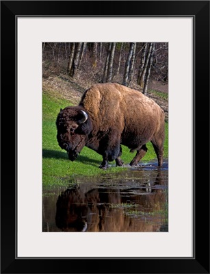 Buffalo By River Bank