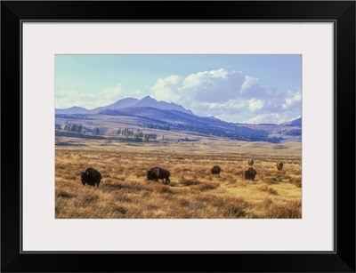 Bull Bison Grazing On The Open Range In The Fall, Yellowstone National Park