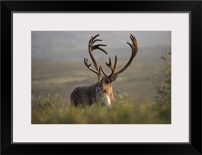 Bull Caribou, Denali National Park, Alaska