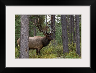 Bull Elk (Cervus Canadensis), Jasper National Park, Jasper, Alberta, Canada