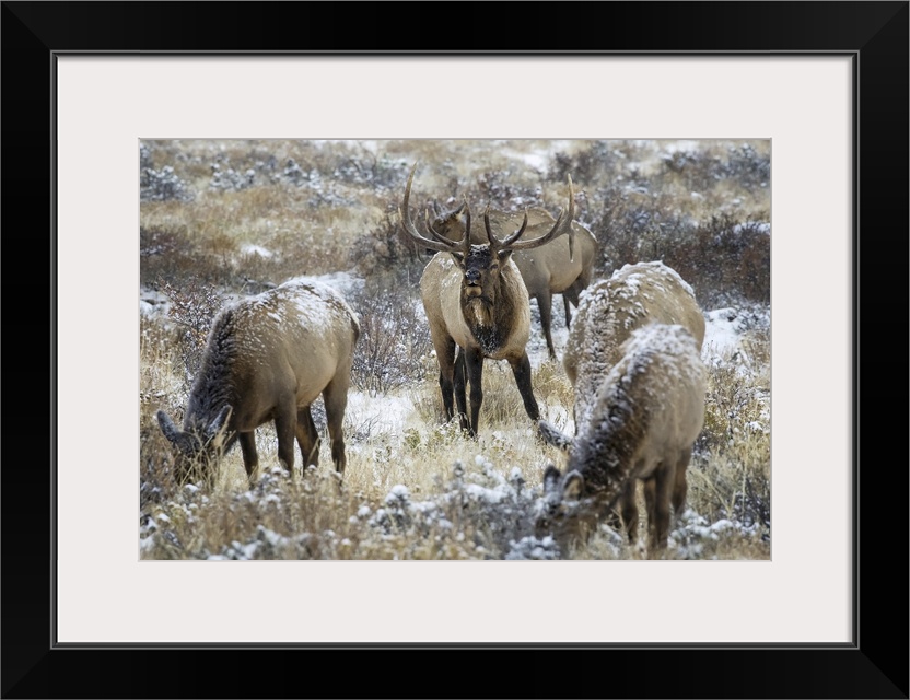 Bull elk (cervus canadensis) grazing in the light snow-cover, steamboat springs, Colorado, united states of America.