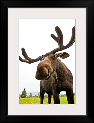 Bull Moose At The Alaska Wildlife Conservation Center In Portage, Southcentral Alaska