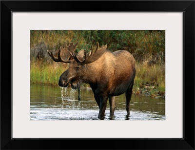 Bull Moose In Pond Near Eielson Visitor Center Ak In Denali Np Summer