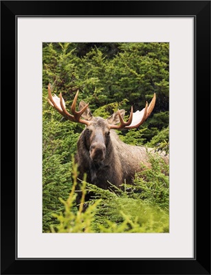 Bull moose in rutting period, Powerline Pass, South-central Alaska, Alaska